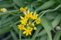 Yellow garlic Allium moly Jeannine, yellow flower top view Royalty Free Stock Photo